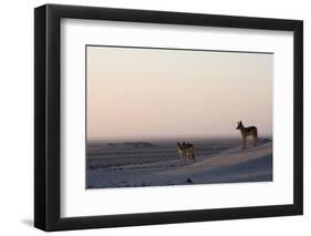 Black-Backed Jackals (Canis Mesomelas), Skeleton Coast, Namibia, Africa-Thorsten Milse-Framed Photographic Print