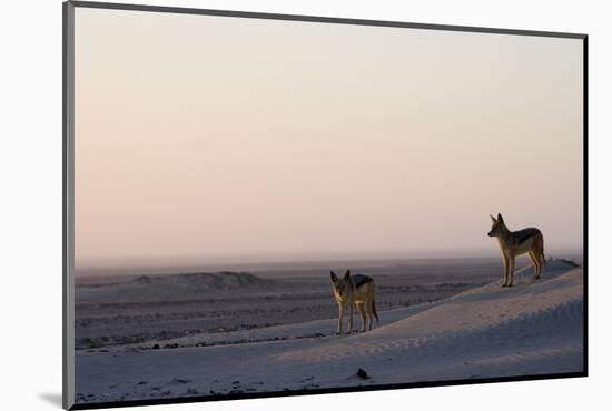 Black-Backed Jackals (Canis Mesomelas), Skeleton Coast, Namibia, Africa-Thorsten Milse-Mounted Photographic Print