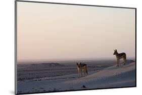 Black-Backed Jackals (Canis Mesomelas), Skeleton Coast, Namibia, Africa-Thorsten Milse-Mounted Photographic Print