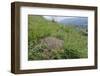 Black-Backed Meadow Ant (Formica Pratensis) Nest Mound of Old Grass Stems-Nick Upton-Framed Photographic Print