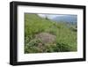 Black-Backed Meadow Ant (Formica Pratensis) Nest Mound of Old Grass Stems-Nick Upton-Framed Photographic Print