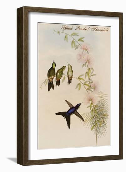 Black Backed Thornbill-John Gould-Framed Art Print