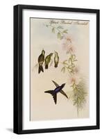 Black Backed Thornbill-John Gould-Framed Art Print