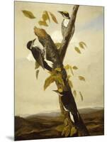 Black-Backed Three-Toed Woodpecker, 1831-3-John James Audubon-Mounted Giclee Print