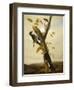 Black-Backed Three-Toed Woodpecker, 1831-3-John James Audubon-Framed Premium Giclee Print