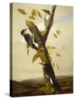 Black-Backed Three-Toed Woodpecker, 1831-3-John James Audubon-Stretched Canvas