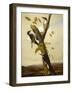 Black-Backed Three-Toed Woodpecker, 1831-3-John James Audubon-Framed Giclee Print