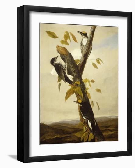 Black-Backed Three-Toed Woodpecker, 1831-3-John James Audubon-Framed Giclee Print