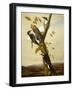 Black-Backed Three-Toed Woodpecker, 1831-3-John James Audubon-Framed Giclee Print