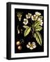 Black Background Floral Studies I-Vision Studio-Framed Art Print