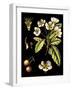 Black Background Floral Studies I-Vision Studio-Framed Art Print