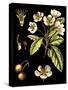 Black Background Floral Studies I-Vision Studio-Stretched Canvas