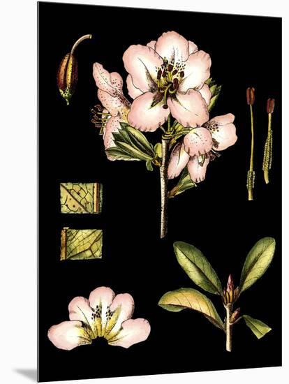 Black Background Floral Studies II-Vision Studio-Mounted Art Print