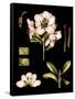 Black Background Floral Studies II-Vision Studio-Framed Stretched Canvas