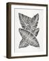 Black Banana Leaves-Cat Coquillette-Framed Giclee Print