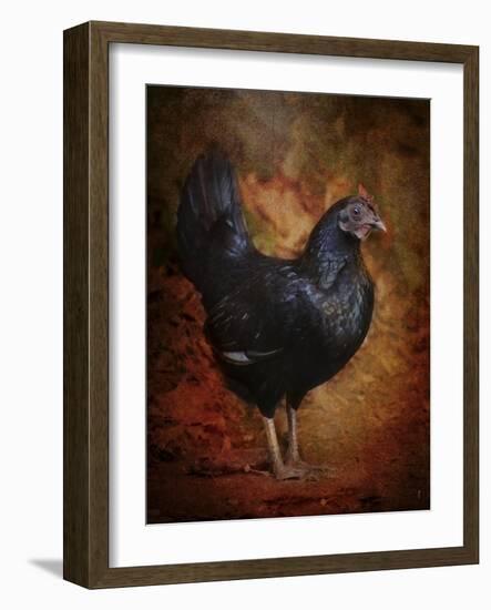 Black Bantam Chicken-Jai Johnson-Framed Giclee Print