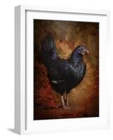 Black Bantam Chicken-Jai Johnson-Framed Giclee Print