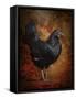 Black Bantam Chicken-Jai Johnson-Framed Stretched Canvas