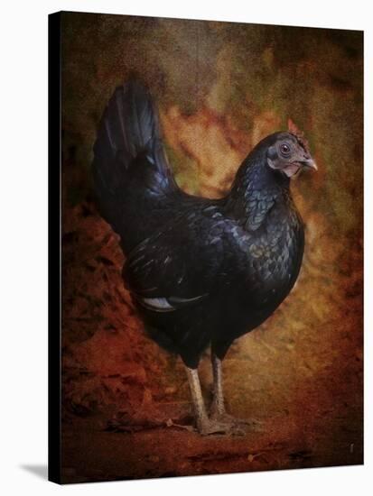 Black Bantam Chicken-Jai Johnson-Stretched Canvas