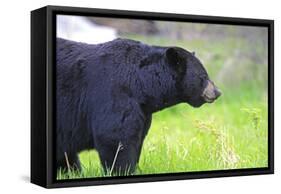 Black Bear Adult Male-null-Framed Stretched Canvas