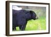 Black Bear Adult Male-null-Framed Photographic Print