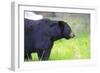 Black Bear Adult Male-null-Framed Photographic Print