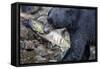 Black Bear and Chum Salmon in Alaska-null-Framed Stretched Canvas