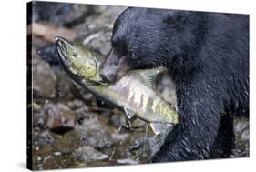 Black Bear and Chum Salmon in Alaska-null-Stretched Canvas