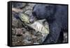 Black Bear and Chum Salmon in Alaska-null-Framed Stretched Canvas