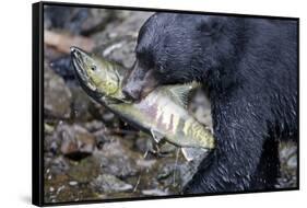 Black Bear and Chum Salmon in Alaska-null-Framed Stretched Canvas