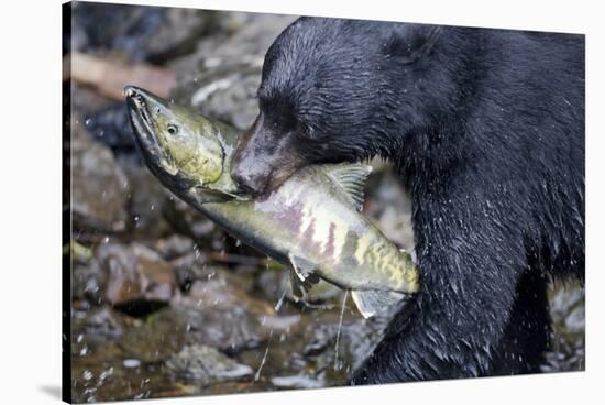 Black Bear and Chum Salmon in Alaska-null-Stretched Canvas