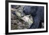 Black Bear and Chum Salmon in Alaska-null-Framed Photographic Print