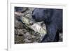 Black Bear and Chum Salmon in Alaska-null-Framed Photographic Print