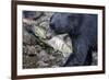 Black Bear and Chum Salmon in Alaska-null-Framed Photographic Print