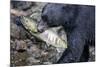 Black Bear and Chum Salmon in Alaska-null-Mounted Photographic Print
