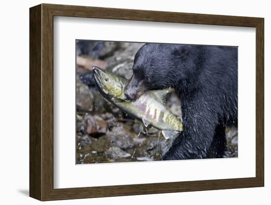 Black Bear and Chum Salmon in Alaska-null-Framed Photographic Print