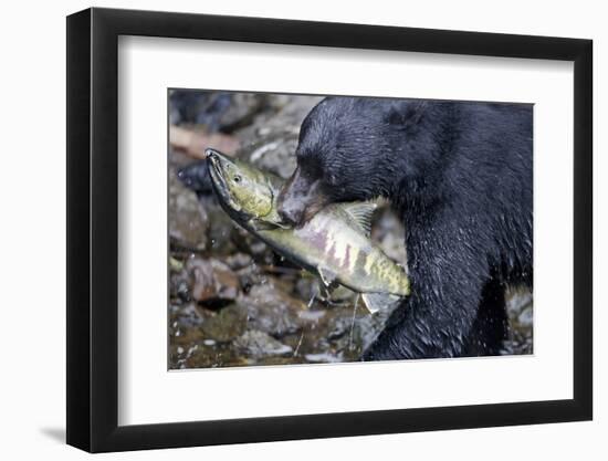 Black Bear and Chum Salmon in Alaska-null-Framed Photographic Print