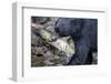 Black Bear and Chum Salmon in Alaska-null-Framed Photographic Print