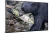 Black Bear and Chum Salmon in Alaska-null-Mounted Photographic Print