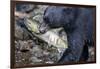 Black Bear and Chum Salmon in Alaska-null-Framed Photographic Print