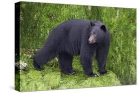 Black Bear at the Ocean to Eat Clams-Hal Beral-Stretched Canvas