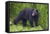 Black Bear at the Ocean to Eat Clams-Hal Beral-Framed Stretched Canvas