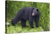 Black Bear at the Ocean to Eat Clams-Hal Beral-Stretched Canvas