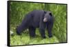 Black Bear at the Ocean to Eat Clams-Hal Beral-Framed Stretched Canvas