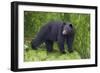 Black Bear at the Ocean to Eat Clams-Hal Beral-Framed Photographic Print