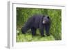 Black Bear at the Ocean to Eat Clams-Hal Beral-Framed Photographic Print