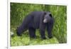 Black Bear at the Ocean to Eat Clams-Hal Beral-Framed Photographic Print