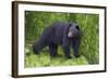 Black Bear at the Ocean to Eat Clams-Hal Beral-Framed Photographic Print