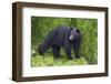 Black Bear at the Ocean to Eat Clams-Hal Beral-Framed Photographic Print