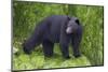 Black Bear at the Ocean to Eat Clams-Hal Beral-Mounted Photographic Print